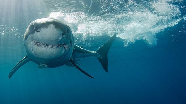 Estudio señala que los tiburones confunden a los surfistas con sus presas animales