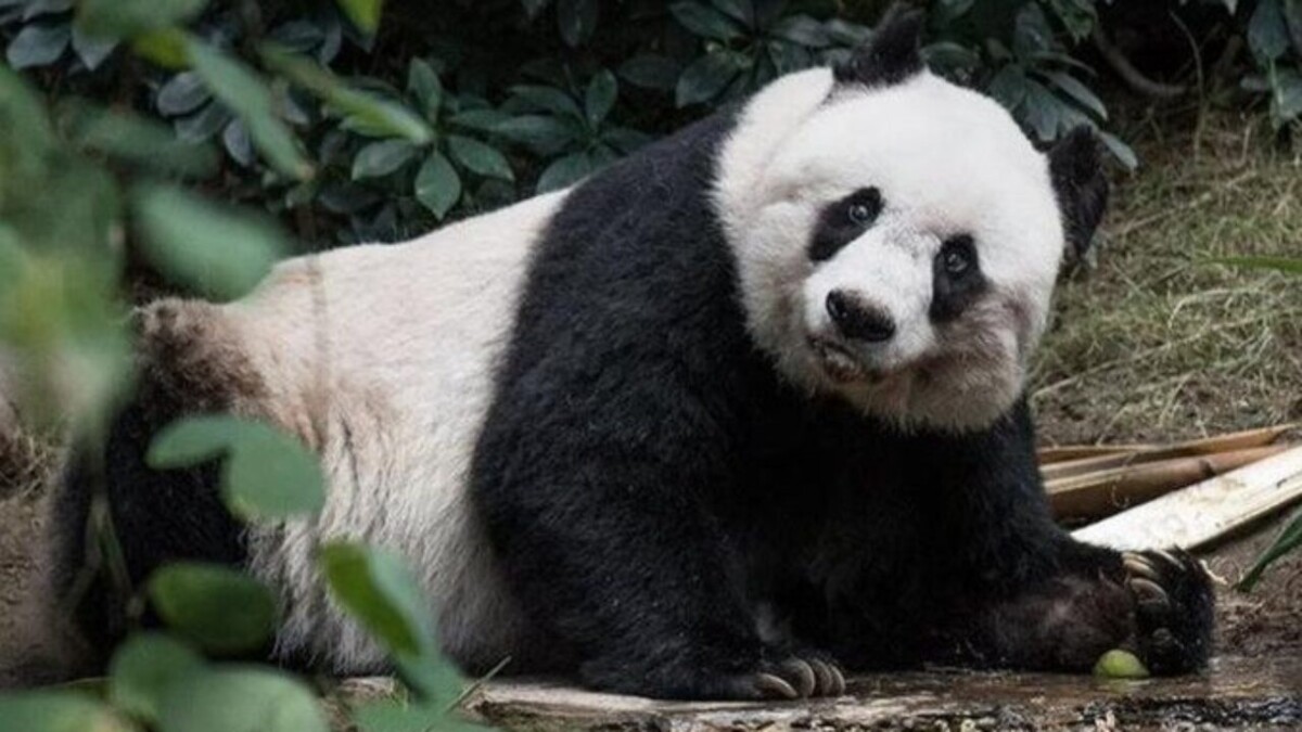 China regala a Catar dos pandas gigantes con motivo del Mundial ￼