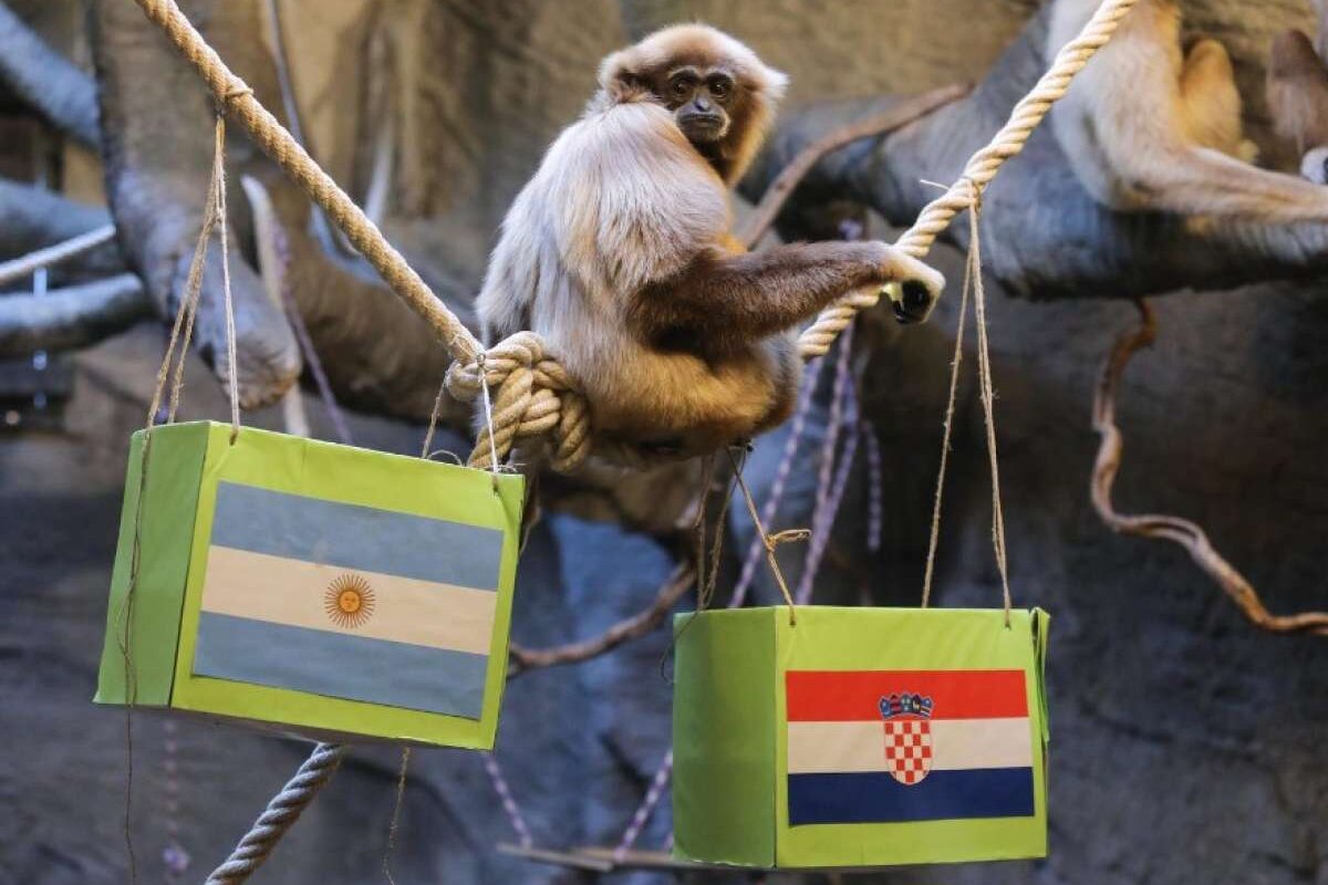 Un gibón del zoo de Zagreb predice una victoria de Croacia