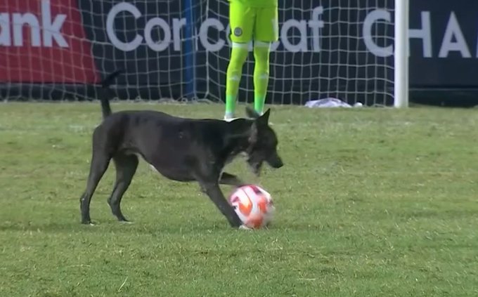 Santiago, el perrito que invadió el Cusca, regresó con sus dueños